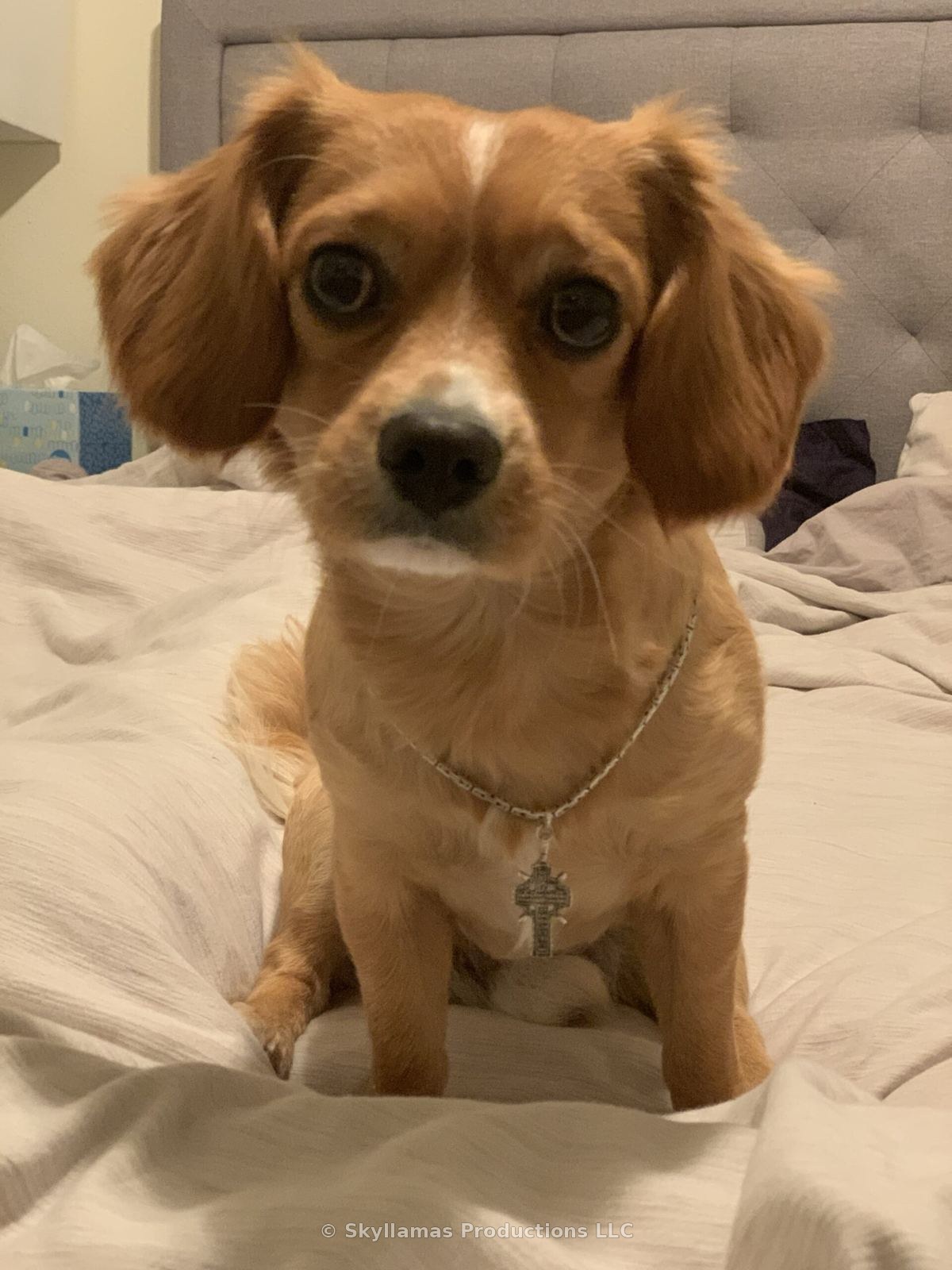 Sir Nugget Wigglesworth, Denise’s Cavachon
